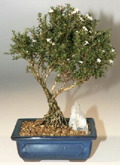  Ankara ankaya iek , ieki , iekilik  ithal bonsai saksi iegi  Ankara ankaya online iek gnderme sipari 