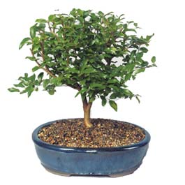  Ankara ankaya ieki maazas  ithal bonsai saksi iegi  Ankara ankaya online ieki , iek siparii 