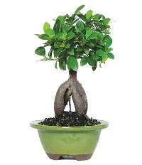 Bonsai saks iei  Ankara ankaya iek siparii sitesi 