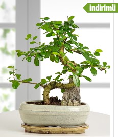 S eklinde ithal gerek bonsai japon aac  Ankara ankaya internetten iek sat 