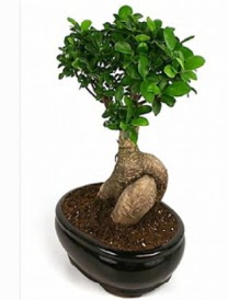 Bonsai saks bitkisi japon aac  Ankara ankaya iek siparii sitesi 