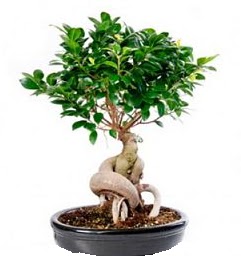 Bonsai Japon aac saks bitkisi  Ankara ankaya 14 ubat sevgililer gn iek 