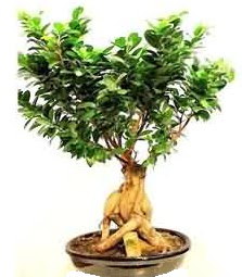 Bonsai Japon aac saks bitkisi  Ankara ankaya iek siparii sitesi 