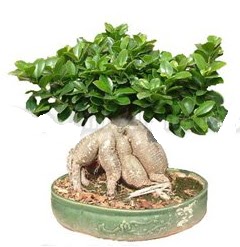 Japon aac bonsai saks bitkisi  Ankara ankaya iek gnderme 