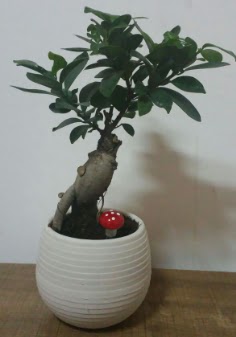 Bonsai japon aac saks iei  Ankara ankaya iek gnderme sitemiz gvenlidir 