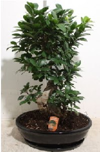 75 CM Ginseng bonsai Japon aac  Ankara ankaya hediye iek yolla 