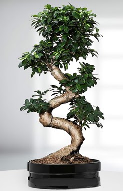 90 CM Japon Aac Bonsai saks iei  Ankara ankaya gvenli kaliteli hzl iek 