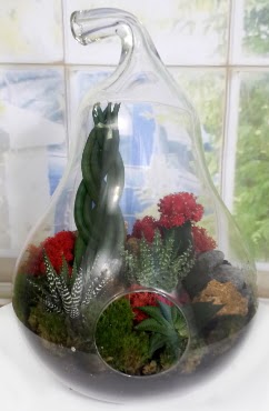 5 adet kakts orta boy armut terrarium  Ankara ankaya iek siparii sitesi 