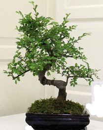 Bonsai saks iei  Ankara ankaya 14 ubat sevgililer gn iek 