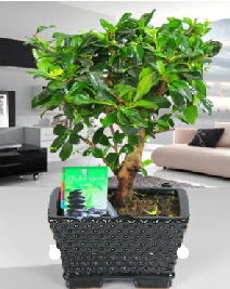 Bonsai japon aac saks bitkisi  Ankara ankaya iek sat 