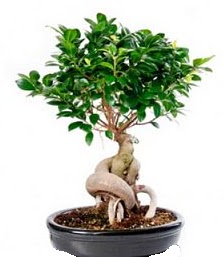 Bonsai japon aac seramik iinde  Ankara ankaya iekiler 