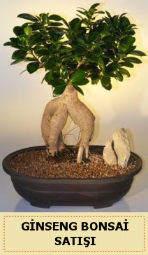 thal Ginseng bonsai sat japon aac  Ankara ankaya iek siparii sitesi 