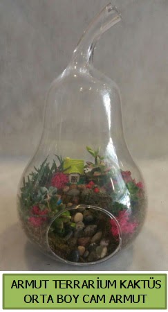 Cam Armut terrarium 5 kakts  Ankara ankaya iek gnderme 