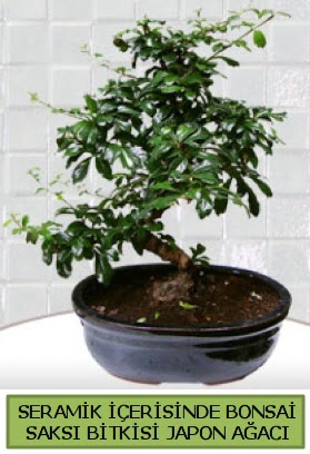 Seramik vazoda bonsai japon aac bitkisi  Ankara ankaya iek siparii sitesi 