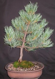 Bonsai am aac japon aac bitkisi  Ankara ankaya iek siparii sitesi 