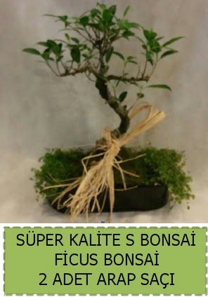 Ficus S Bonsai ve arap sa  Ankara ankaya ieki telefonlar 