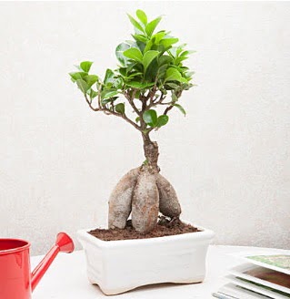 Exotic Ficus Bonsai ginseng  Ankara ankaya iek servisi , ieki adresleri 