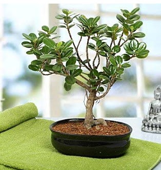 Lovely Ficus Iceland Bonsai  Ankara ankaya anneler gn iek yolla 