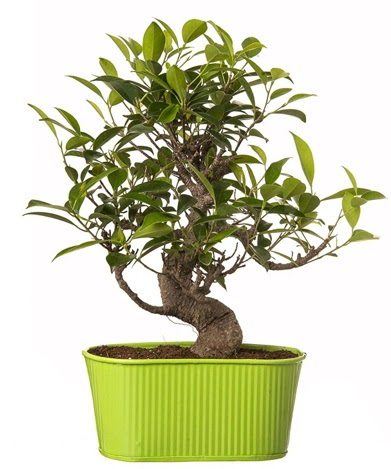 Ficus S gvdeli muhteem bonsai  Ankara ankaya iek siparii sitesi 