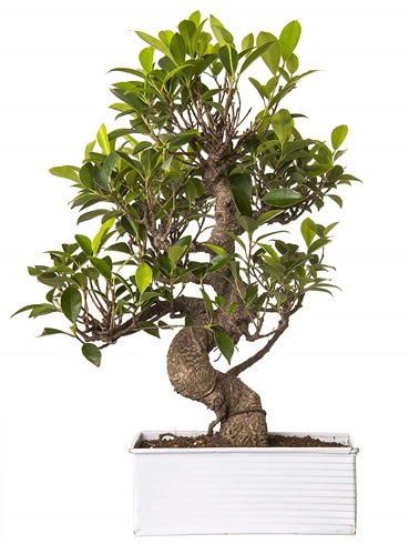 Exotic Green S Gvde 6 Year Ficus Bonsai  Ankara ankaya iek gnderme sitemiz gvenlidir 