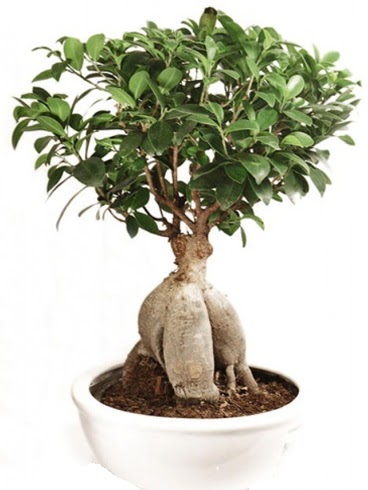 Ginseng bonsai japon aac ficus ginseng  Ankara ankaya ankaya nternetten iek siparii 