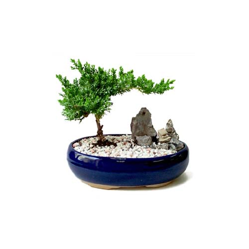 ithal bonsai saksi iegi  Ankara ankaya iek gnderme 