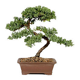 ithal bonsai saksi iegi  Ankara ankaya iek gnderme sitemiz gvenlidir 