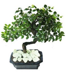 9 yasinda Bonsai agaci  Ankara ankaya yurtii ve yurtd iek siparii 