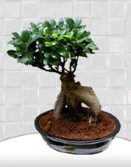 saks iei japon aac bonsai  Ankara ankaya kaliteli taze ve ucuz iekler 