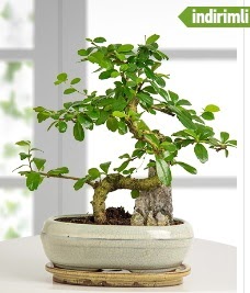 S eklinde ithal gerek bonsai japon aac  Ankara ankaya internetten iek sat 