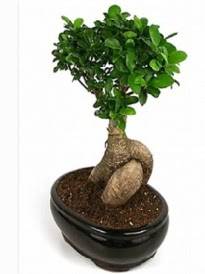 Bonsai saks bitkisi japon aac  Ankara ankaya iek siparii sitesi 