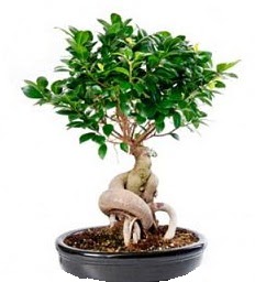 Bonsai Japon aac saks bitkisi  Ankara ankaya 14 ubat sevgililer gn iek 