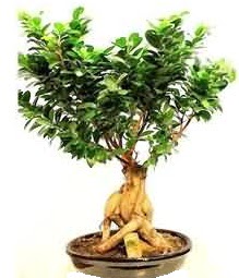 Bonsai Japon aac saks bitkisi  Ankara ankaya iek siparii sitesi 