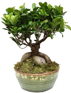 Japon aac bonsai saks bitkisi  Ankara ankaya ankaya nternetten iek siparii 