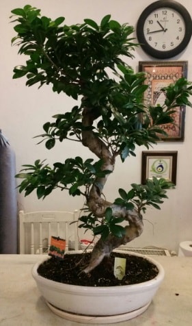 100 cm yksekliinde dev bonsai japon aac  Ankara ankaya ankaya nternetten iek siparii 