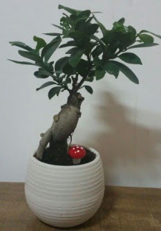 Bonsai japon aac saks iei  Ankara ankaya iek gnderme sitemiz gvenlidir 