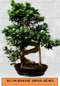 85 CM Japon aac Bonsai saks bitkisi  Ankara ankaya ucuz iek gnder 