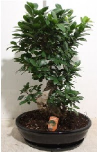 75 CM Ginseng bonsai Japon aac  Ankara ankaya hediye iek yolla 