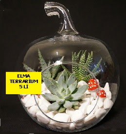 5 kaktsl Elma terrarium orta boy  Ankara ankaya online iek gnderme sipari 