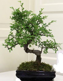 Bonsai saks iei  Ankara ankaya 14 ubat sevgililer gn iek 