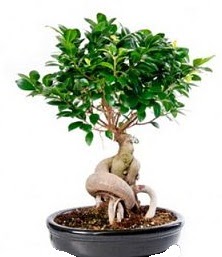 Bonsai japon aac seramik iinde  Ankara ankaya iekiler 