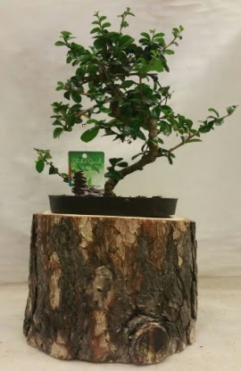 Doal ktk iinde bonsai japon aac  Ankara ankaya ankaya nternetten iek siparii 