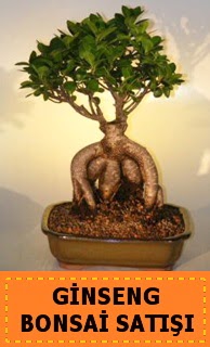 Ginseng bonsai sat japon aac  Ankara ankaya cicek , cicekci 