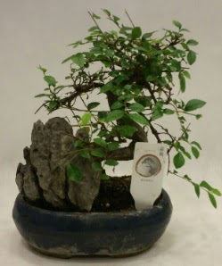 thal 1.ci kalite bonsai japon aac  Ankara ankaya iek sat 