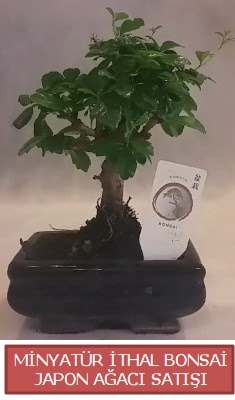 Kk grsel bonsai japon aac bitkisi  Ankara ankaya iek , ieki , iekilik 