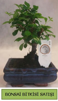 Bonsai ithal grsel minyatr japon aac  Ankara ankaya ucuz iek gnder 