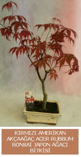 Amerikan akaaa Acer Rubrum bonsai  Ankara ankaya uluslararas iek gnderme 