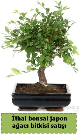 thal bonsai saks iei Japon aac sat  Ankara ankaya ankaya nternetten iek siparii 