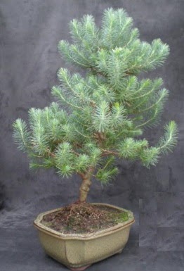 Bonsai am aac japon aac bitkisi  Ankara ankaya iek gnderme sitemiz gvenlidir 