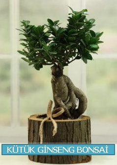 Ktk aa ierisinde ginseng bonsai  Ankara ankaya iek gnderme sitemiz gvenlidir 